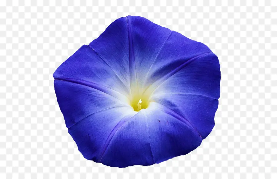 Bunga，Biru PNG