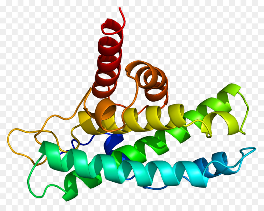 Protein Retinoblastoma，Retinoblastoma PNG