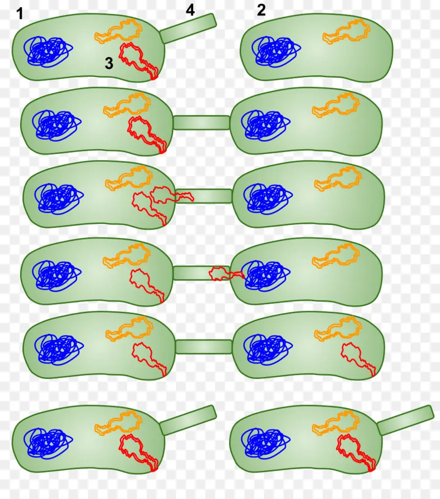 Konjugasi Bakteri，Plasmid PNG