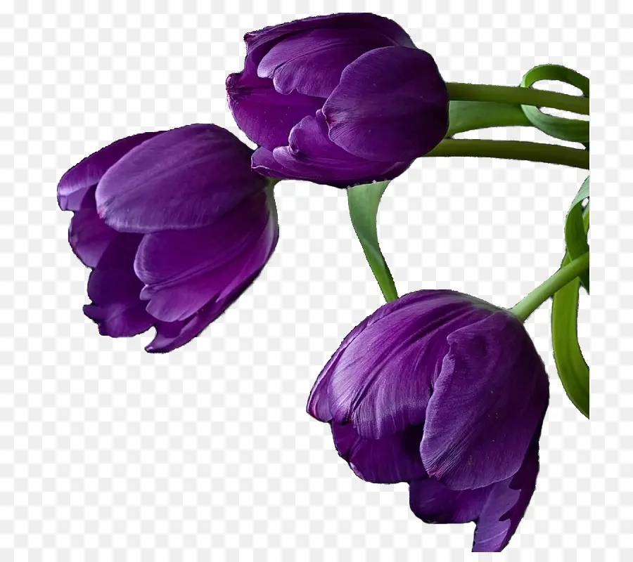 Tulip Ungu，Mekar PNG