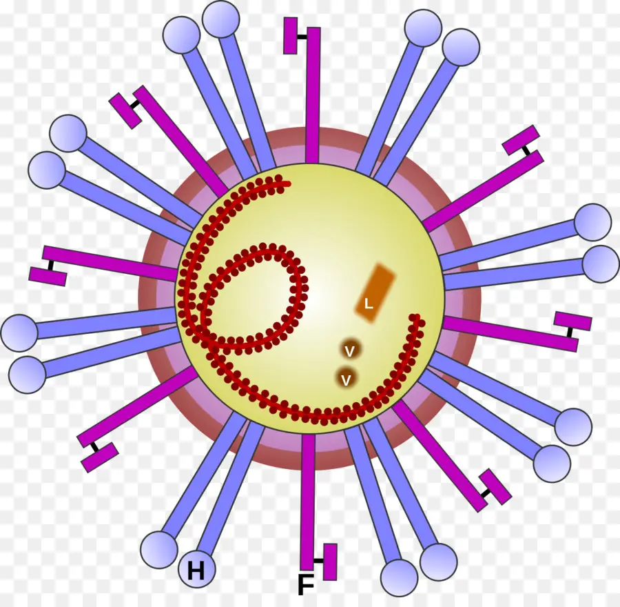 Virus，Patogen PNG