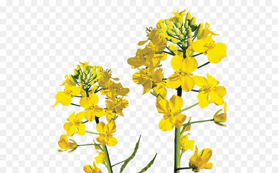 Canola，Rapeseed PNG