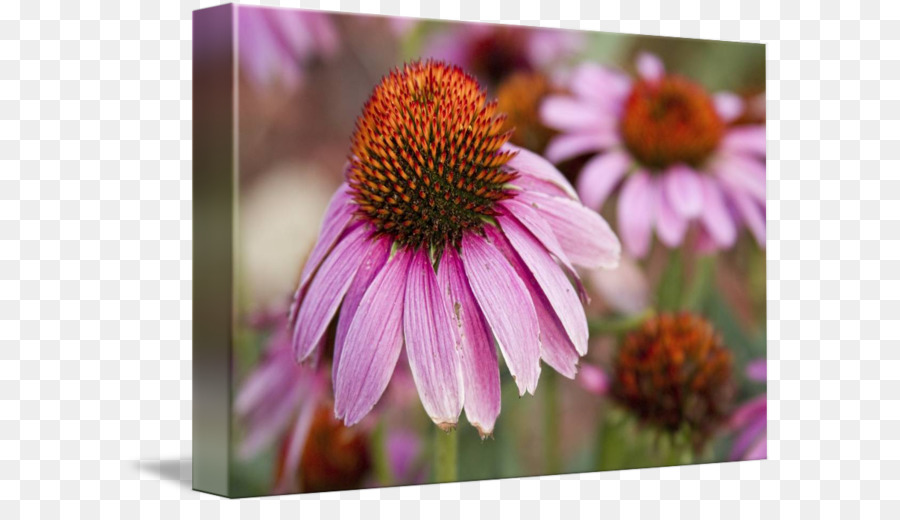 Daisy Keluarga，Coneflower PNG