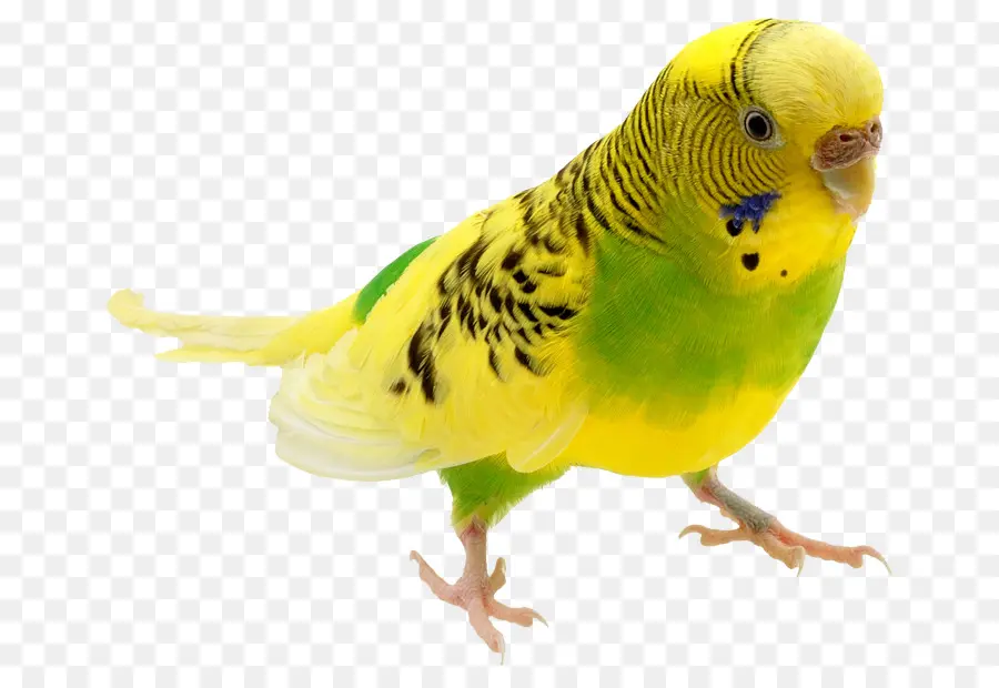 Burung Beo Kuning，Burung Beo PNG