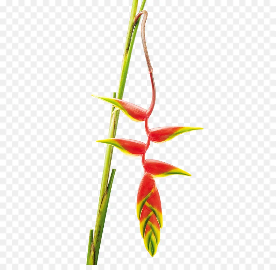 Bunga，Heliconia Rostrata PNG