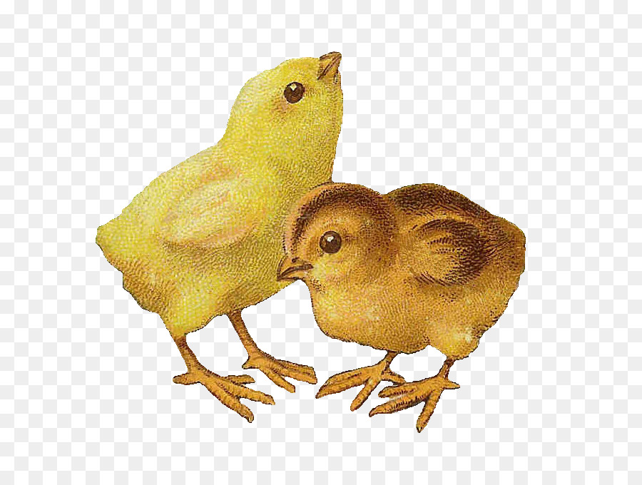 Anak Ayam，Bayi Burung PNG