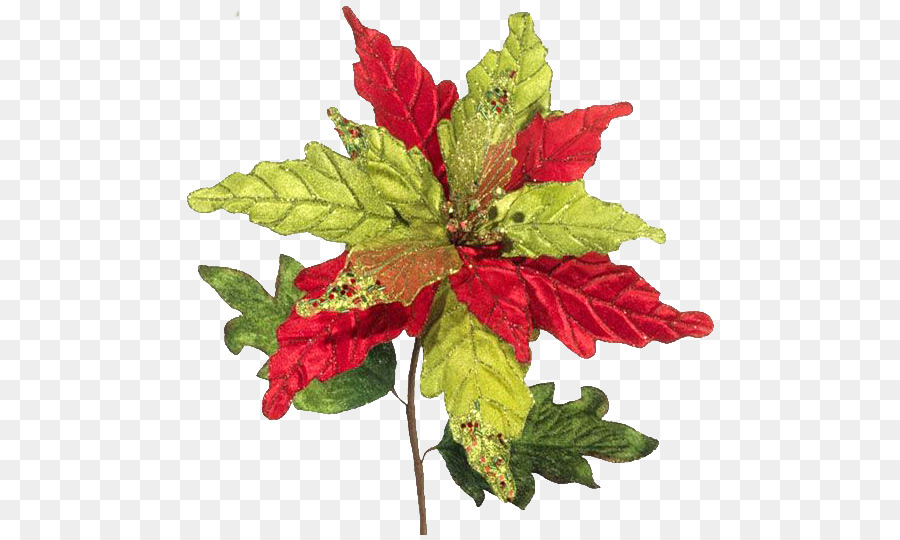 Poinsettia Merah，Daun Daun PNG