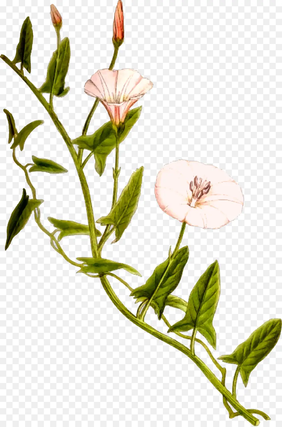 Lapangan Bindweed，Bindweed PNG