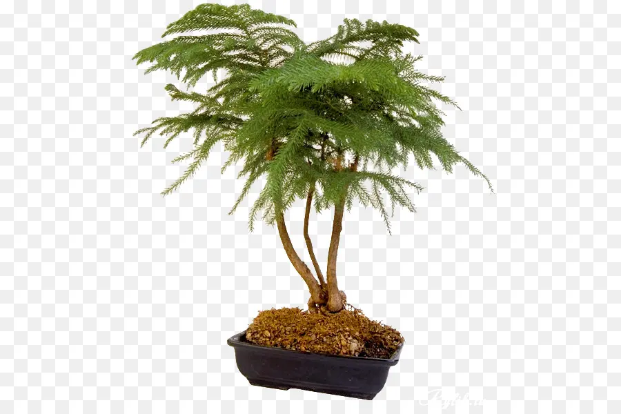 Bonsai，Pohon PNG