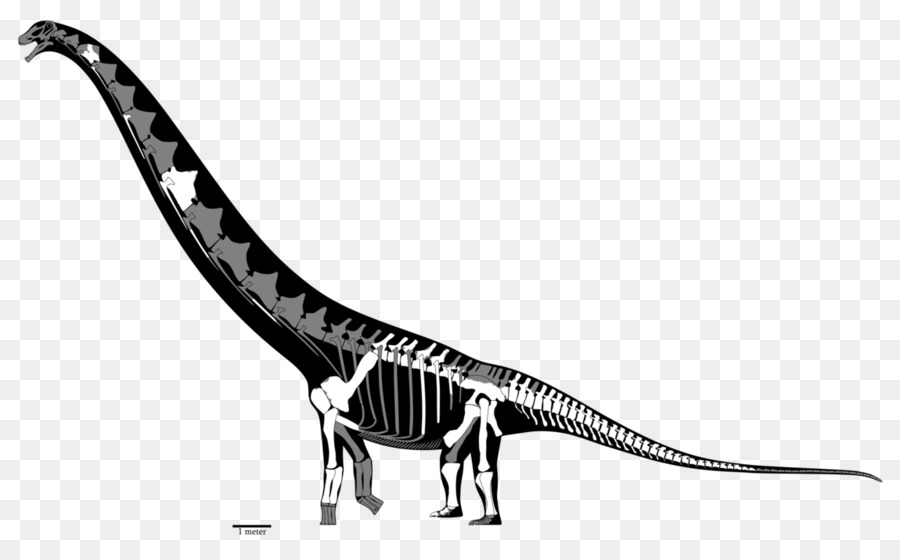 Tyrannosaurus，Futalognkosaurus PNG