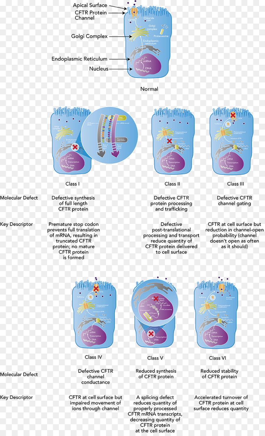 Cystic Fibrosis Transmembran Konduktansi Regulator，Mutasi PNG