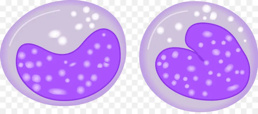 Monosit，Haematopoiesis PNG