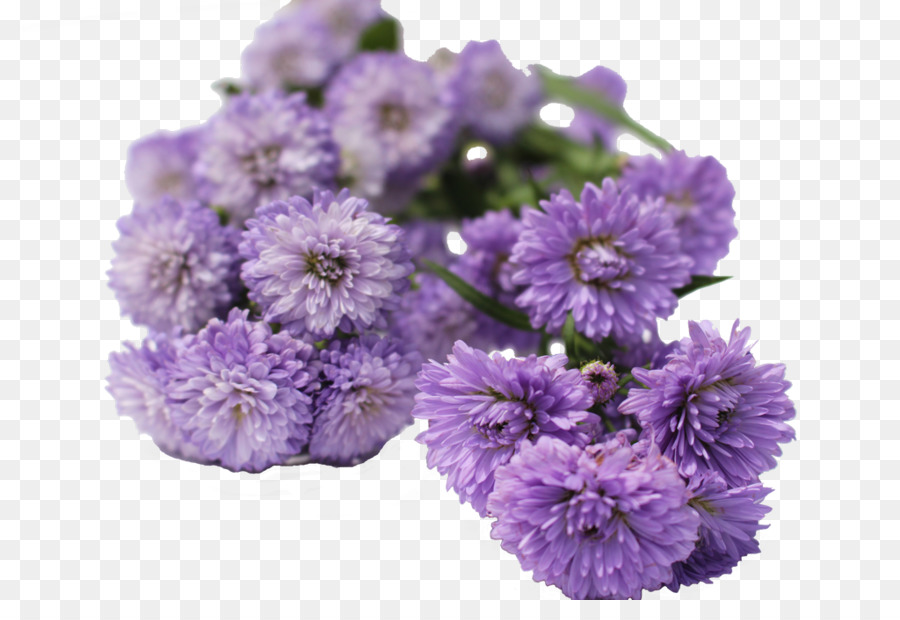 Aster，Bunga PNG