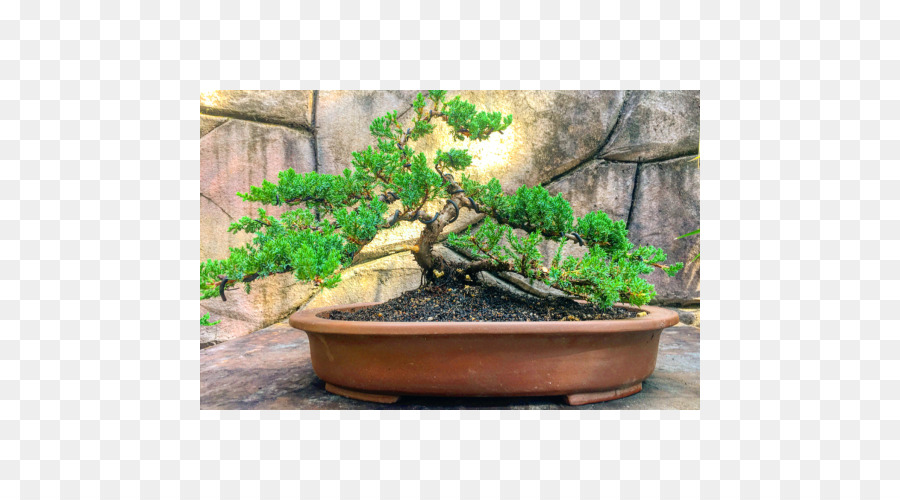 Pohon Bonsai，Pot PNG