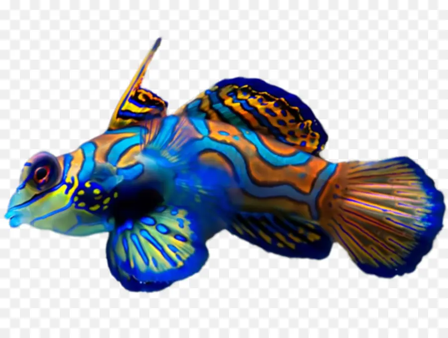 Ikan Berwarna Warni，Laut PNG