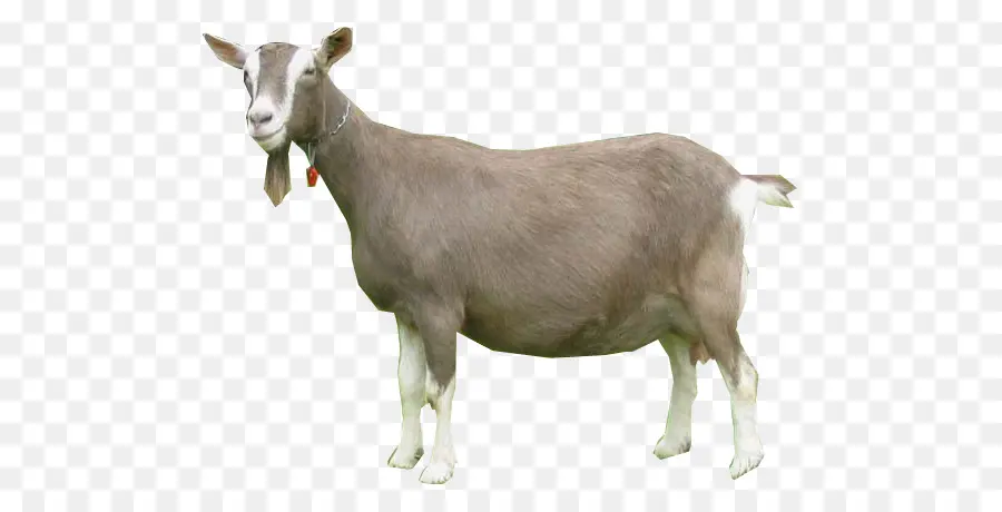 Anak Sapi，Sapi PNG