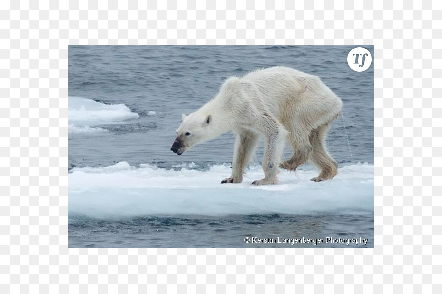 Beruang Kutub，Arktik PNG