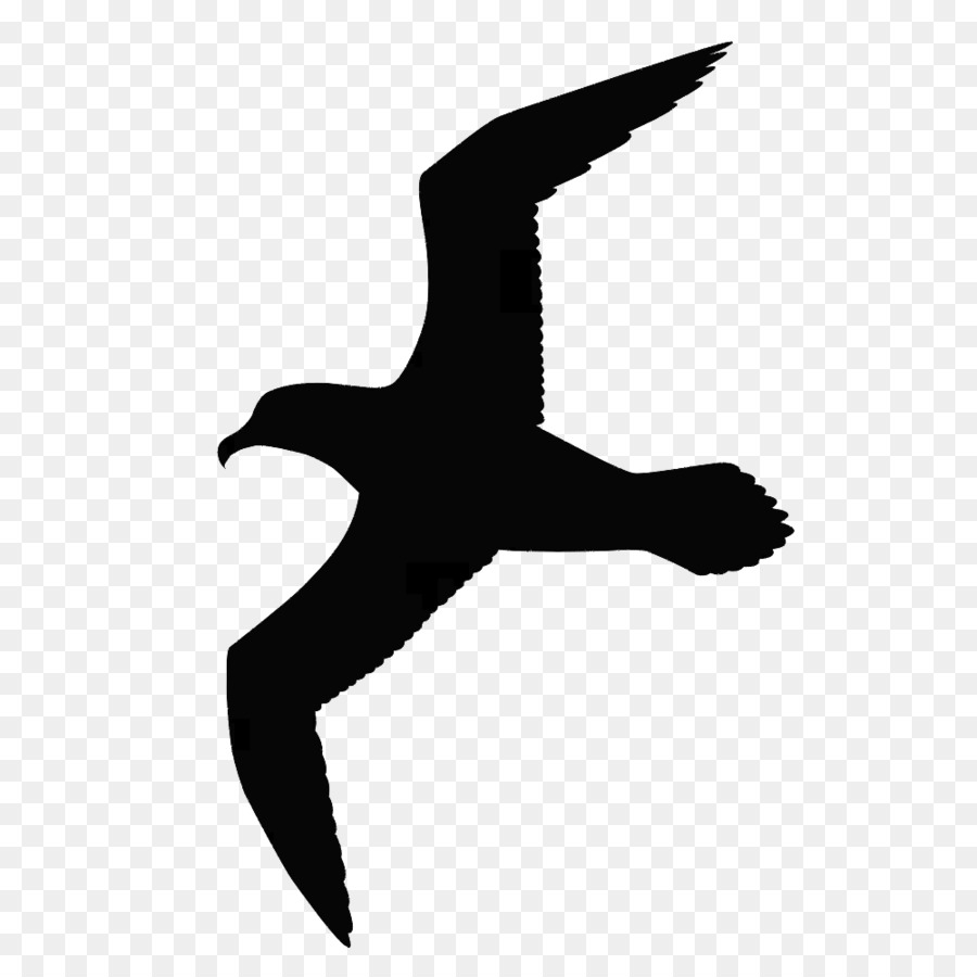 Camar Burung Besar Blackbacked Camar Gambar Png