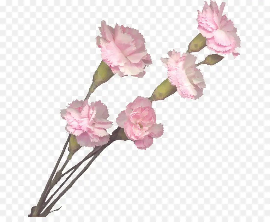 Anyelir，Bunga Bunga Merah Muda PNG