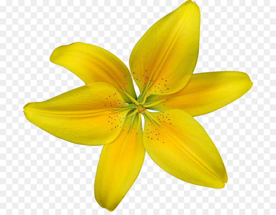 Daffodil，Desktop Wallpaper PNG