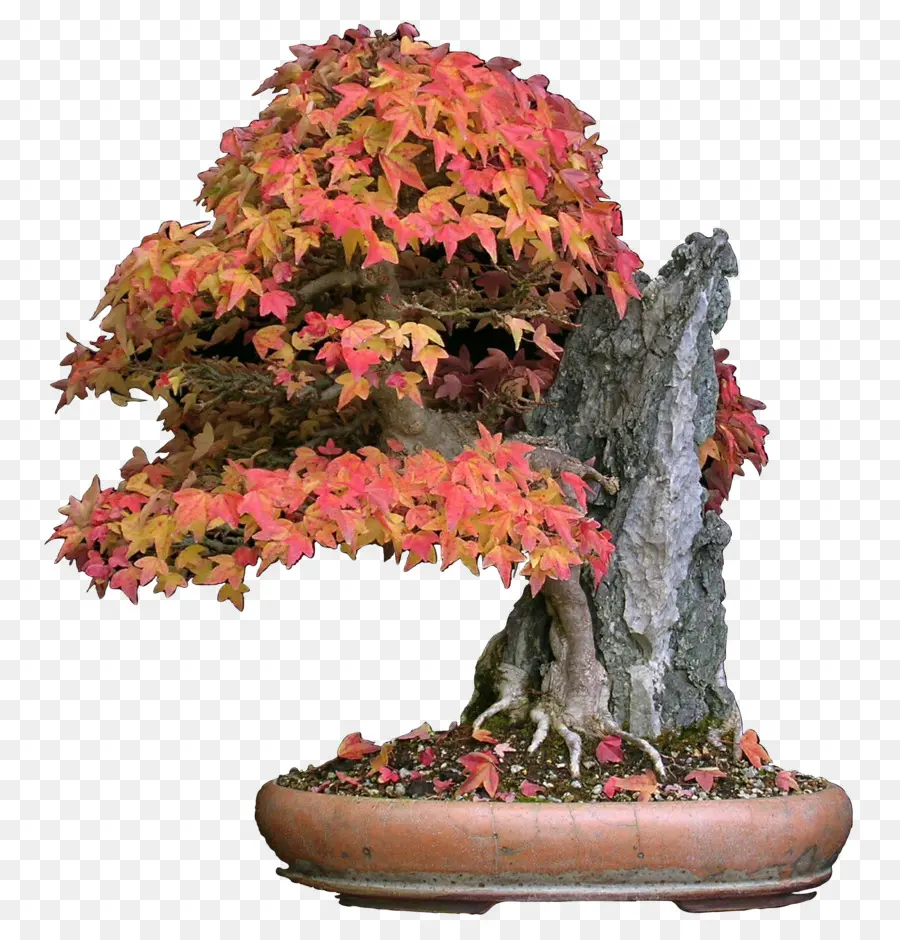 Pohon Bonsai，Miniatur PNG