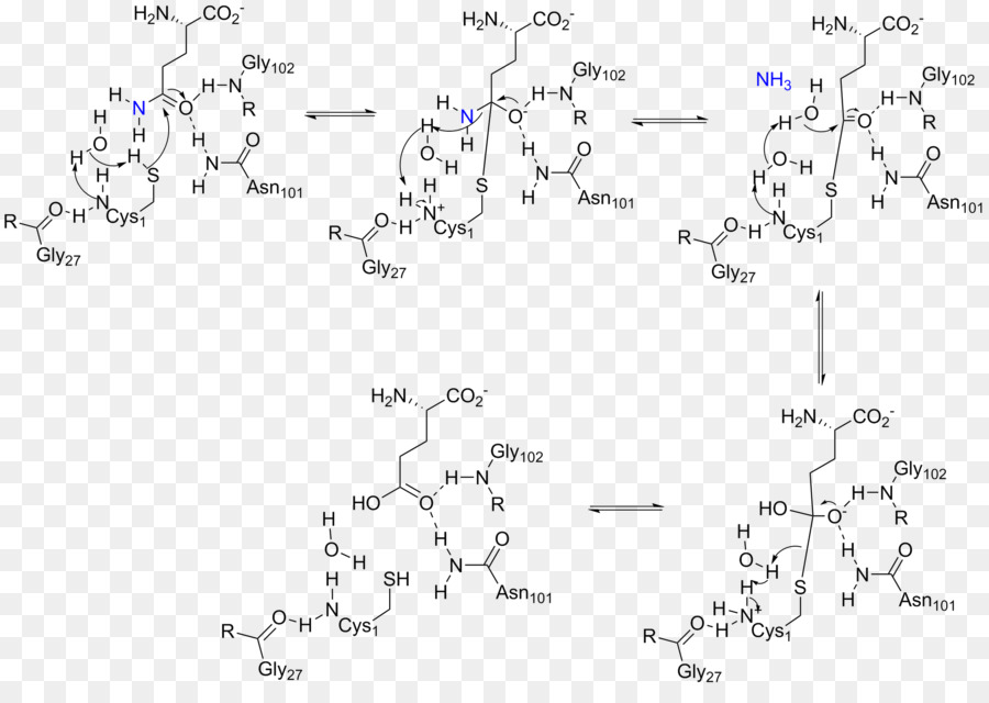 Amidophosphoribosyltransferase，Glutamin Amidotransferase PNG