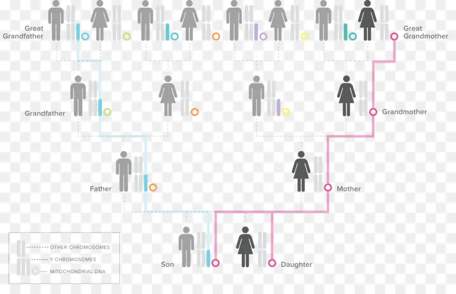 Haplogroup，Haplogroup Dna Ychromosome Manusia PNG