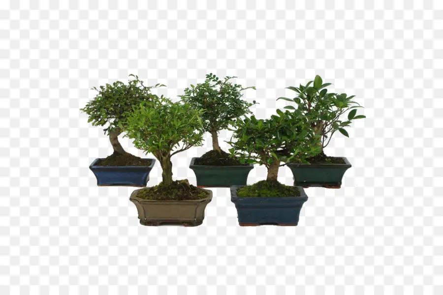 Pohon Bonsai，Miniatur PNG