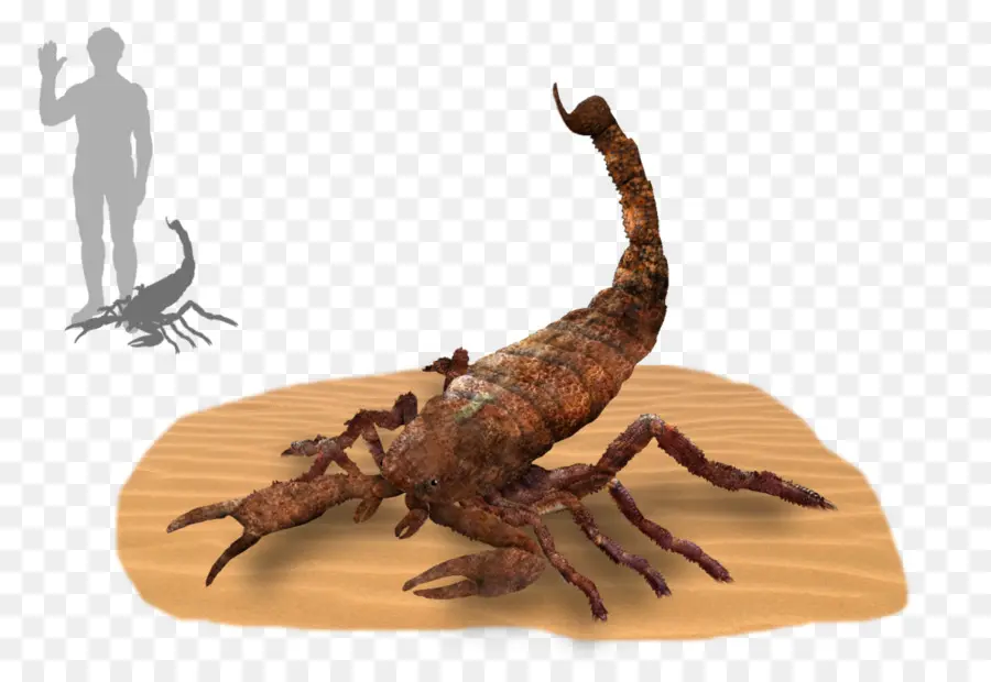 Brontoscorpio Anglicus，Silurian PNG