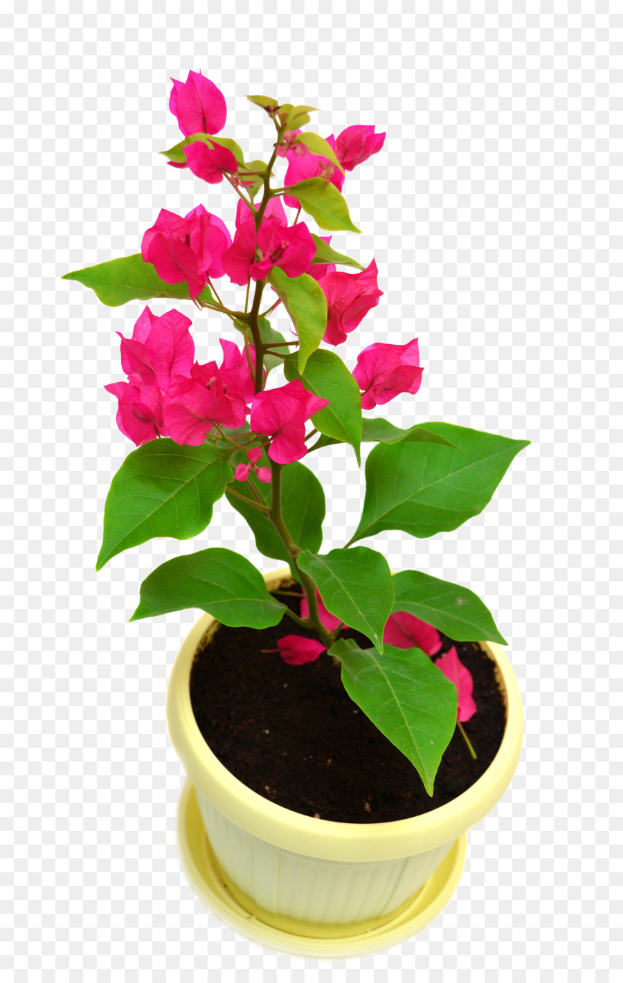 houseplant, pabrik, bougainvillea disebut tanaman gambar png