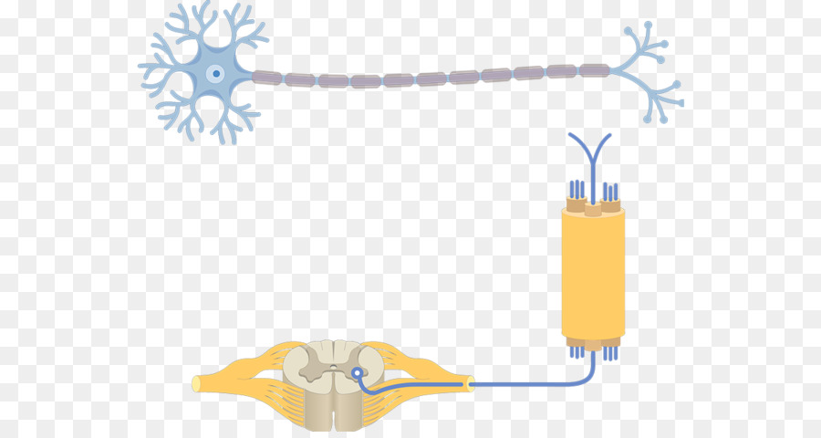 Diagram Neuron，Sains PNG