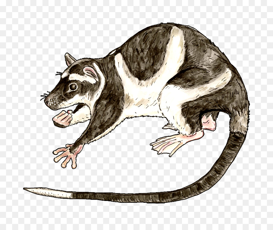 Opossum Umum，Opossum Air PNG