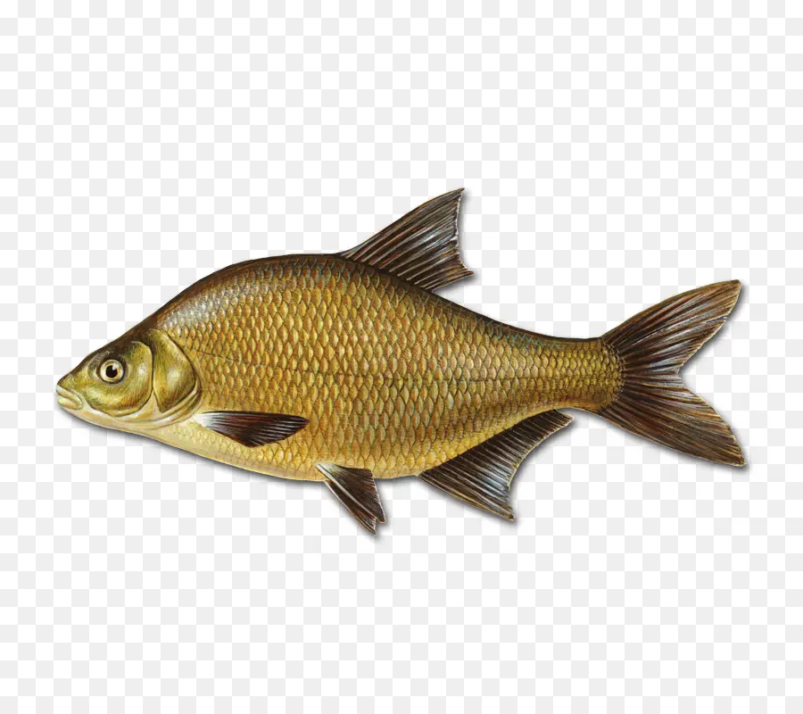 Bream Umum，Bream PNG