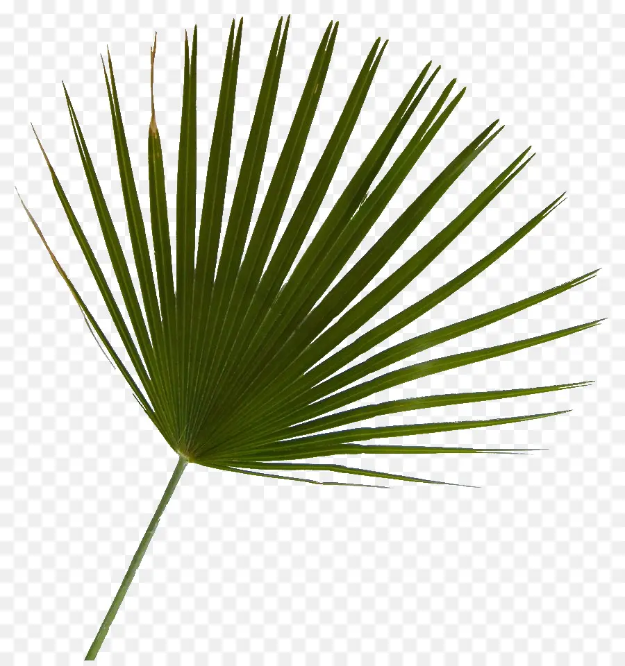 Arecaceae，Melihat Palmetto PNG