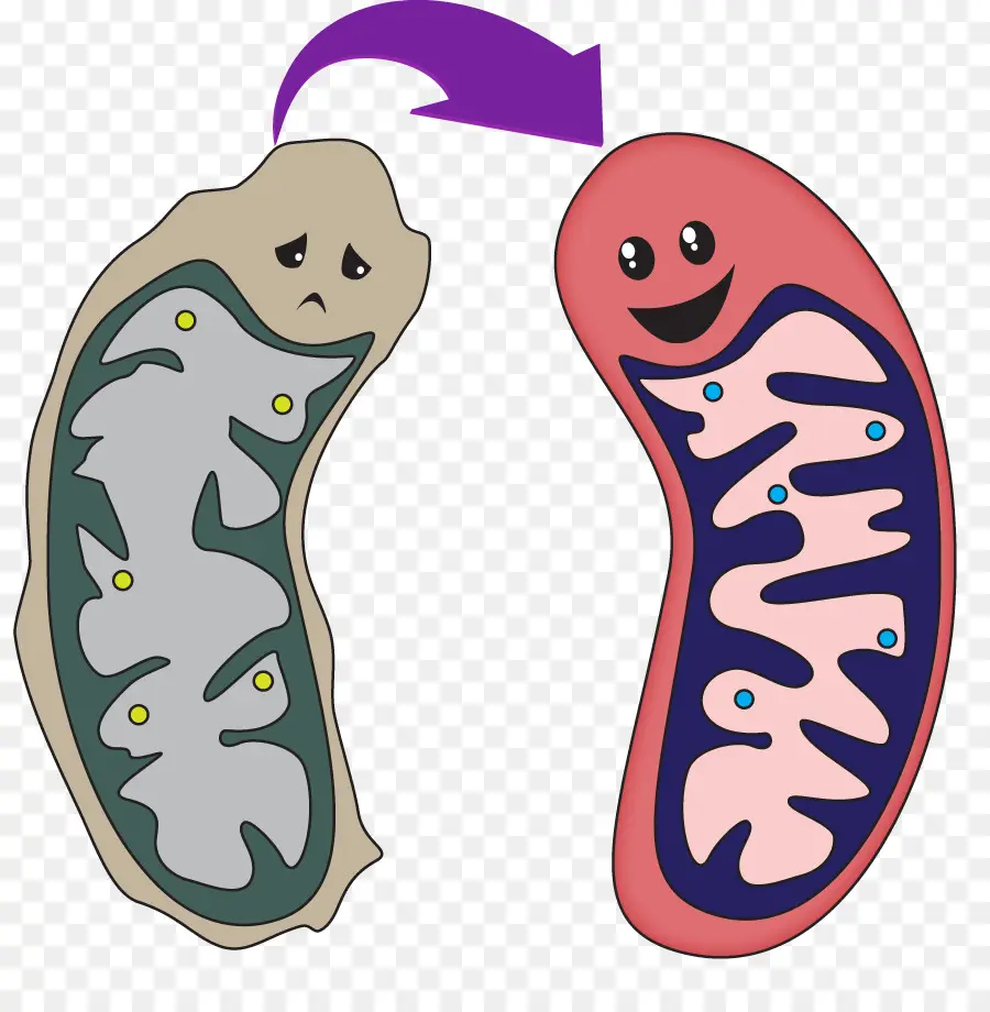 Strategi Untuk Penuaan Yang Dapat Diabaikan，Mitokondria PNG