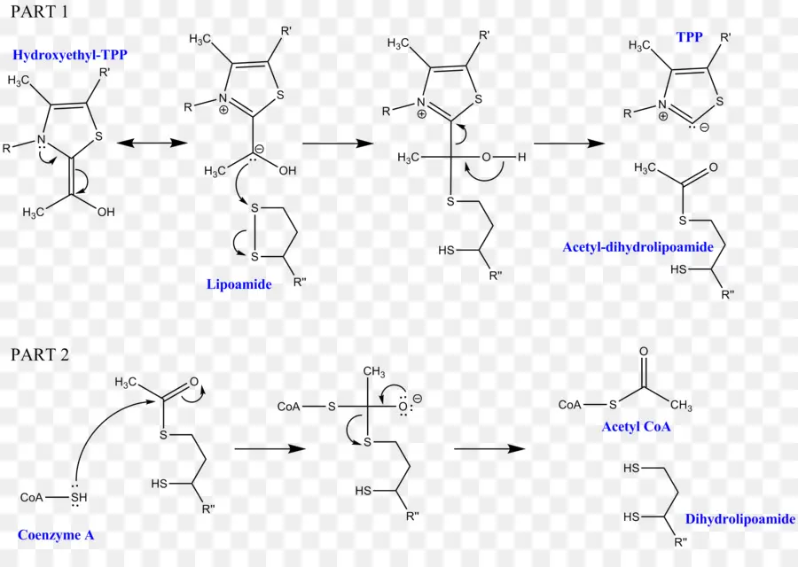 Dihydrolipoyl Transacetylase，Dihydrolipoamide Dehydrogenase PNG