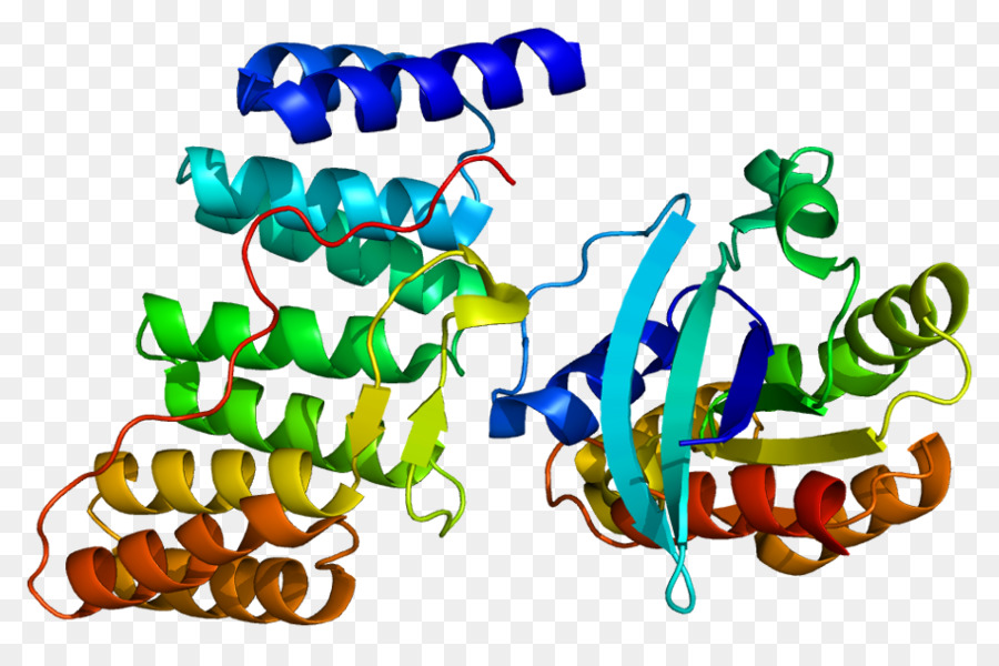 Struktur Protein，Molekul PNG