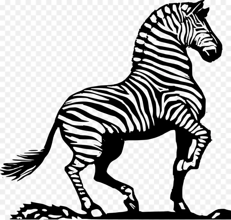 Zebra，Garis Garis PNG