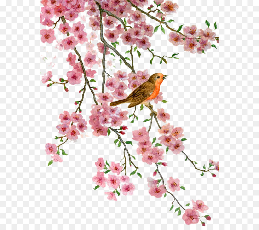 Burung Blossom Bunga Gambar Png
