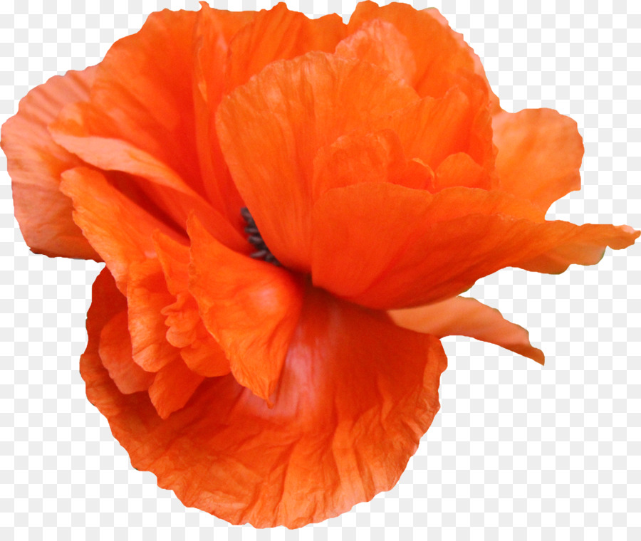 Poppy，Umum Poppy PNG