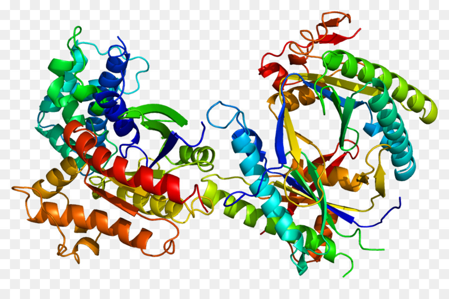 Struktur Protein，Molekul PNG