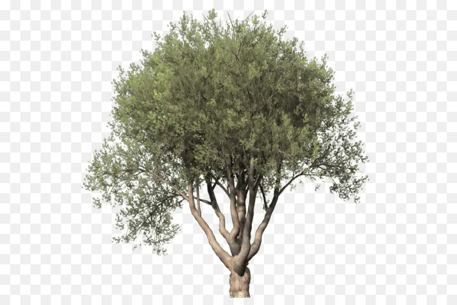 Pohon，Menggambar Pohon PNG