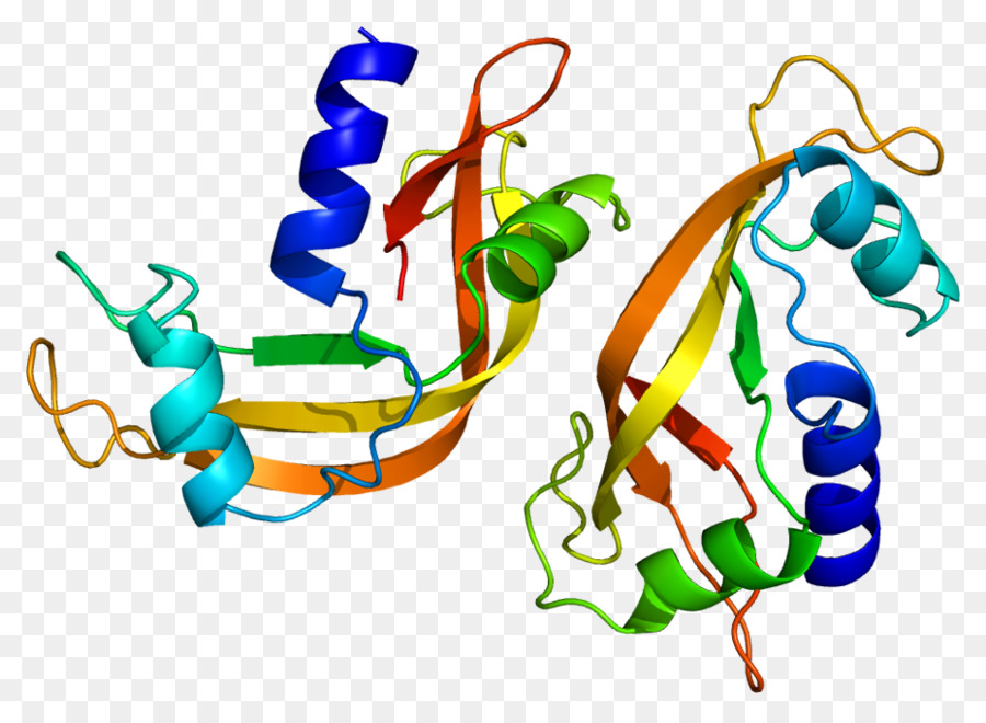 Struktur Protein，Molekul PNG