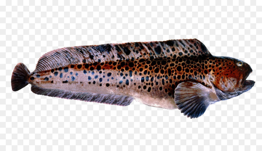 Ikan，Laut PNG