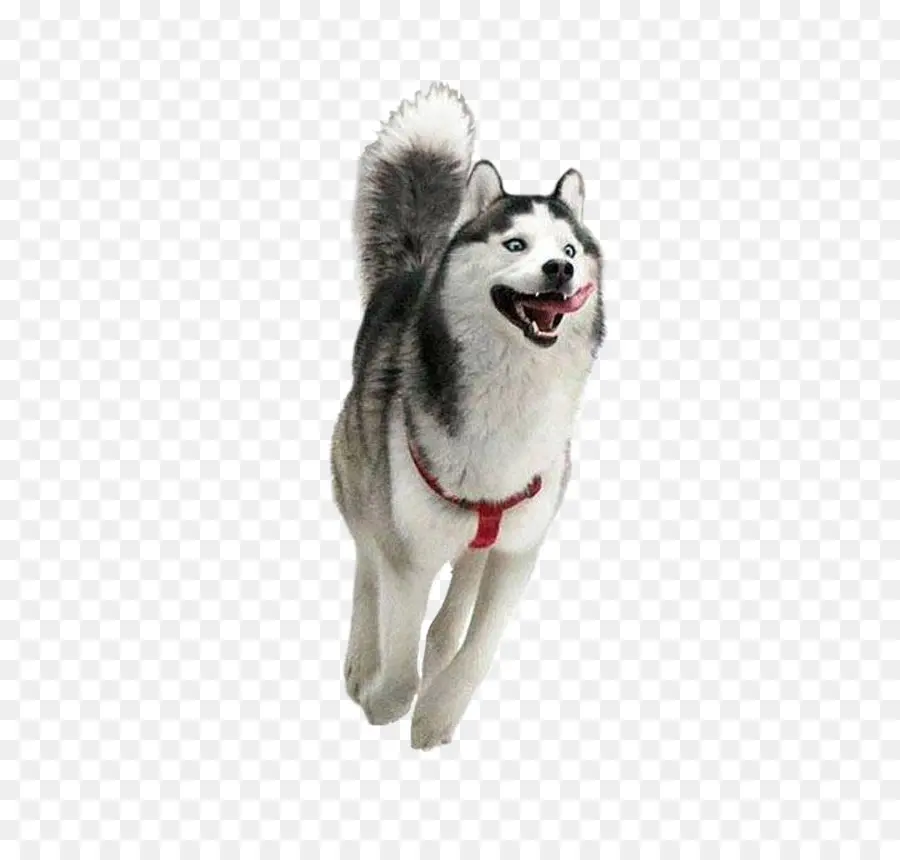 Siberian Husky，Kebahagiaan PNG