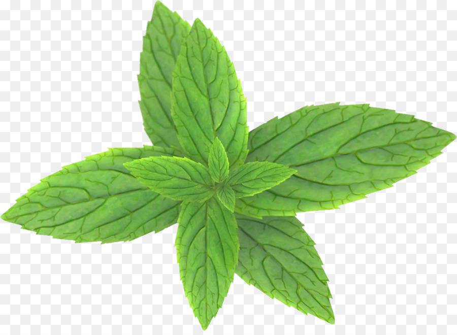 Daun Mint，Herba PNG