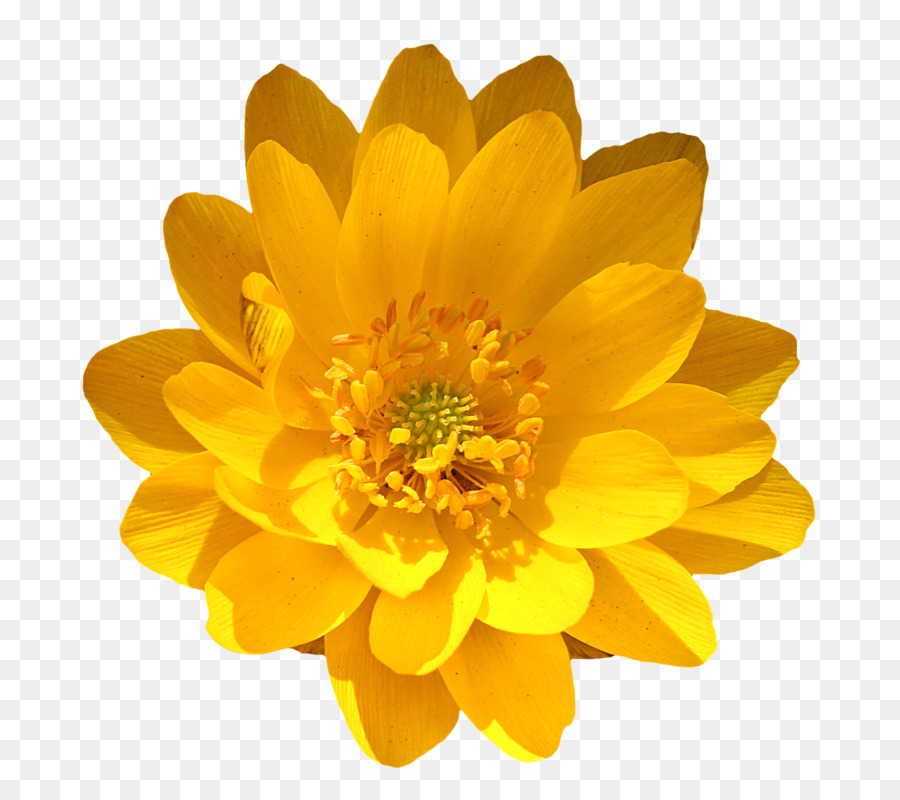 Marigold，Bunga PNG