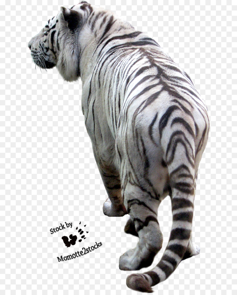 Harimau，Fotografi PNG
