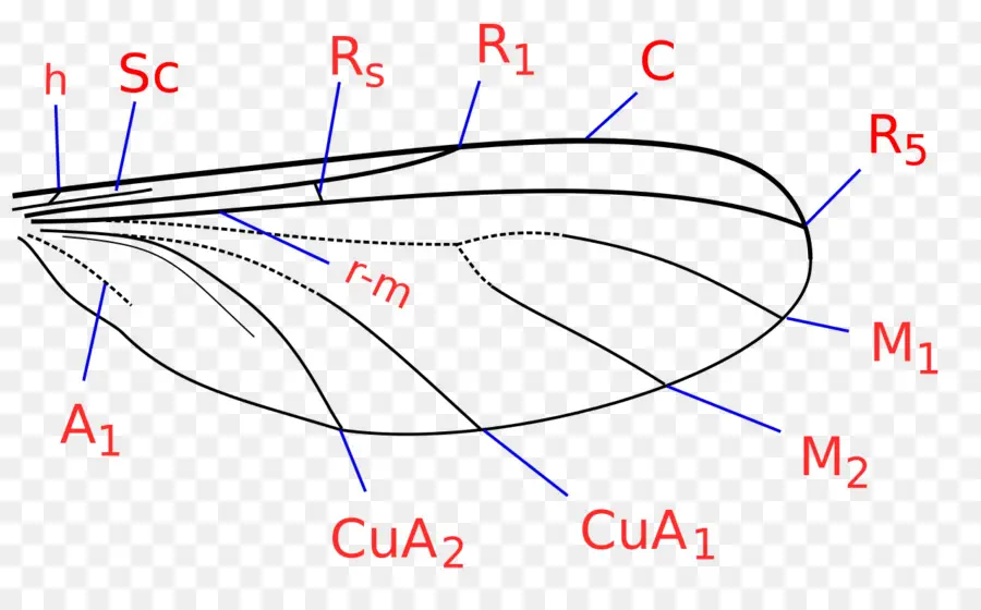 Diagram Sayap Serangga，Biologi PNG