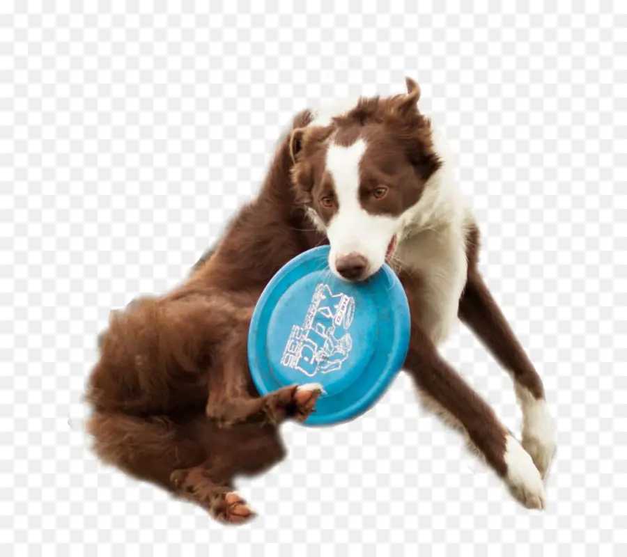 Anjing Dengan Frisbee，Anjing PNG